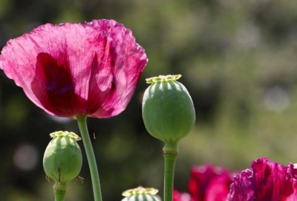 鸦片又叫阿片俗称大烟源于()蒴果