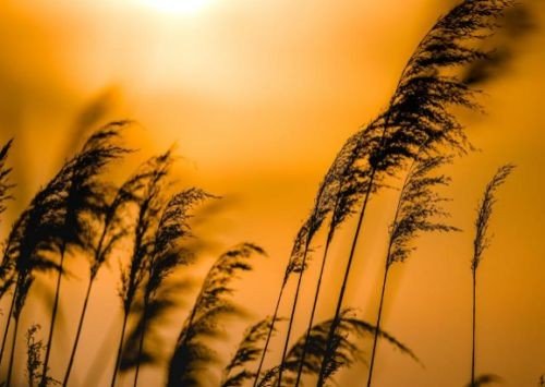 何其芳经典十首诗歌