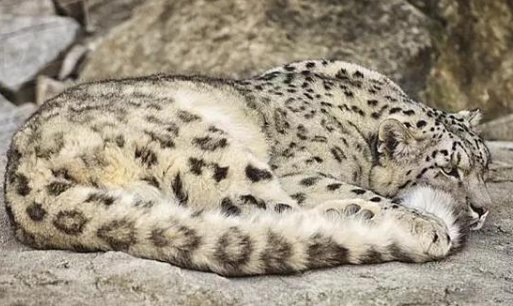 雪豹的尾巴和它们的身子几乎一样长，它的长尾巴究竟有什么用？