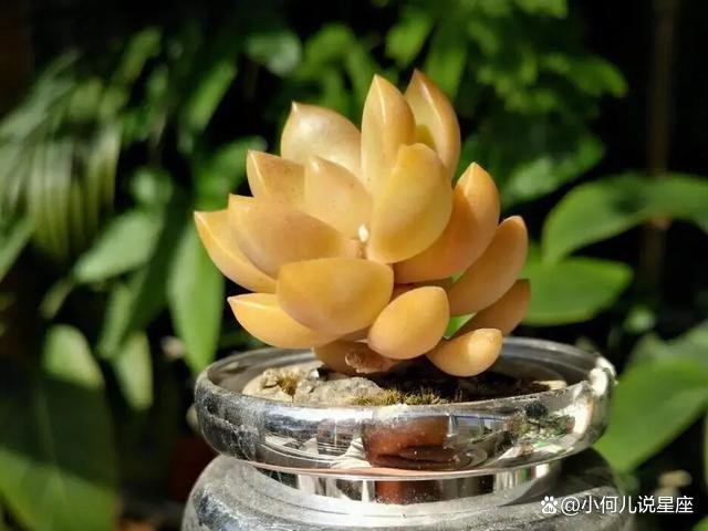 多肉植物色彩斑斓之黄色系多肉，一起来了解一下？