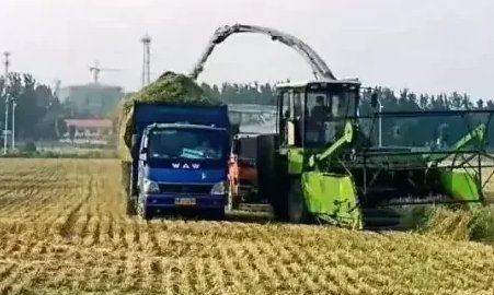 1500元一亩谁在高价收青小麦?