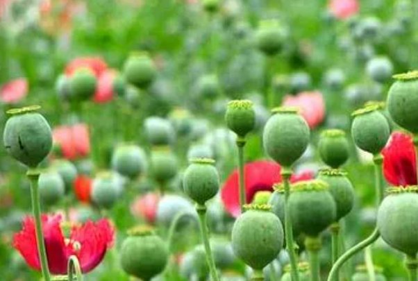 鸦片又叫阿片俗称大烟源于()蒴果