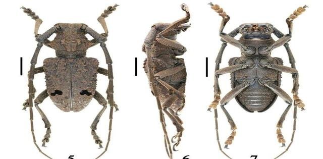 已经出现退化现象，福建发现的这种新物种是什么？