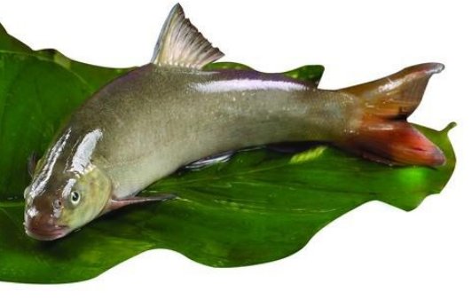 请问雅安“三雅”指的是什么呢？