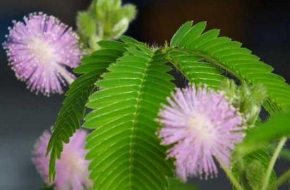 什么动物能变色