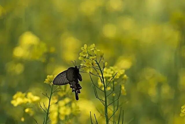 什么急走追黄蝶飞入菜花无处寻