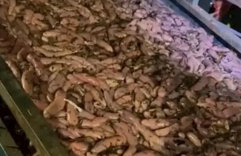 烟台回应市民狂捞的海肠从哪来，环境保护有多重要？