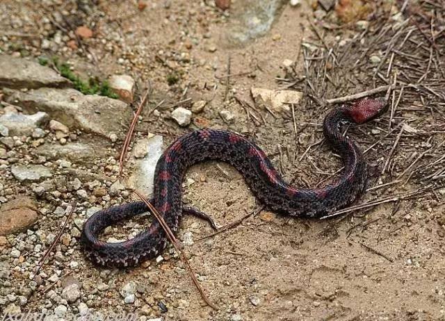 江西九江一老人掀被窝惊见蛇，遇到蛇虫特别是毒蛇到底应该怎么办？