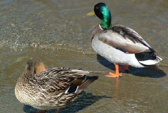 动物怎么繁殖视频教程