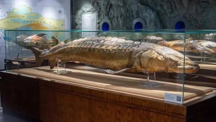 浙江渔民出海意外捕获一条50多公斤野生中华鲟，该如何处理这种鱼？