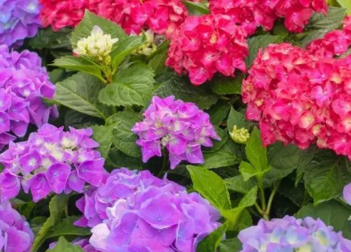 紫阳花的凋散之时是什么时候？