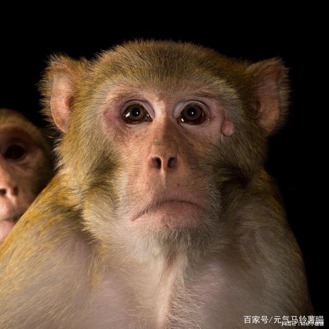 猴痘不是新版天花,这两种病毒有何区别?