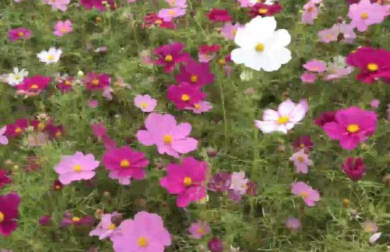 天空之城格桑代表什么