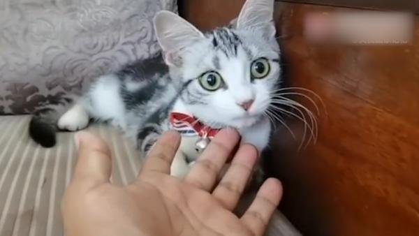 袁隆平初见袁花花，满眼宠溺“摸头杀”，袁老养猫的原因是什么？