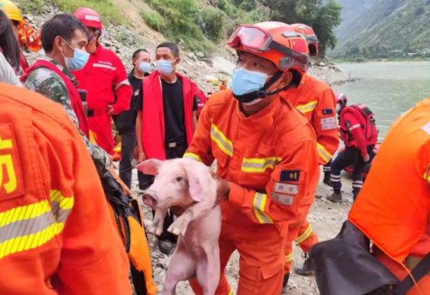 四川泸定地震中的“猪坚强”：被救起时正在游泳！每个生命是否都该被救？