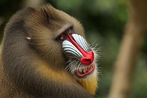 世界上最大的猴子是什么猴 彩面山魈资料图片是什么