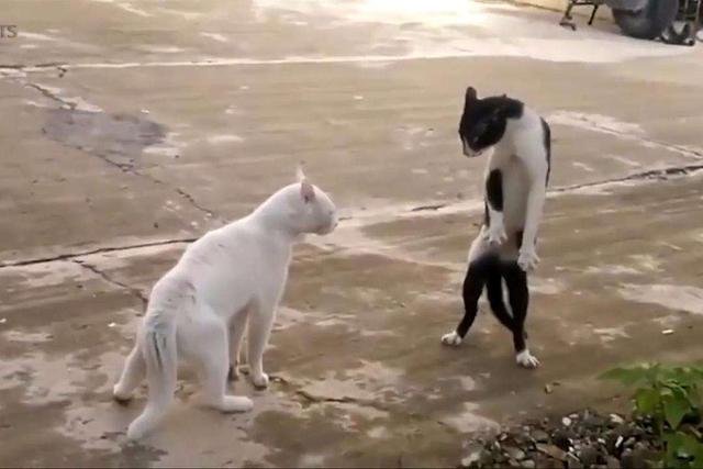 狮子交配时，为什么要咬住对方的脖子，是怕它跑了吗？