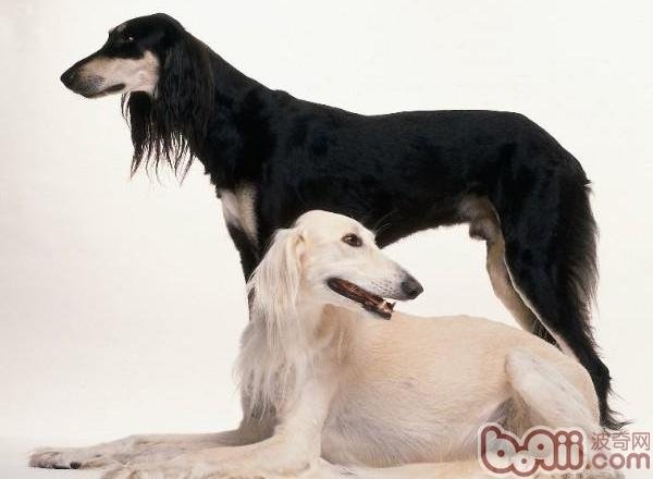 萨路基猎犬的简介