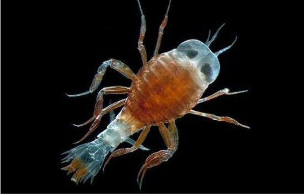 沙蚤是什么东西