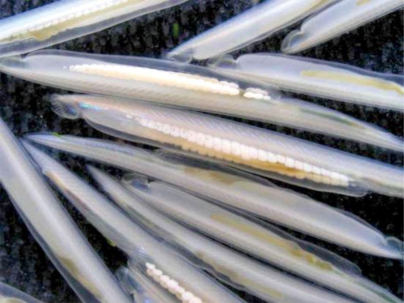 网友在青岛赶海遇到“活化石”，专家称基本确定是文昌鱼，它有多罕见？