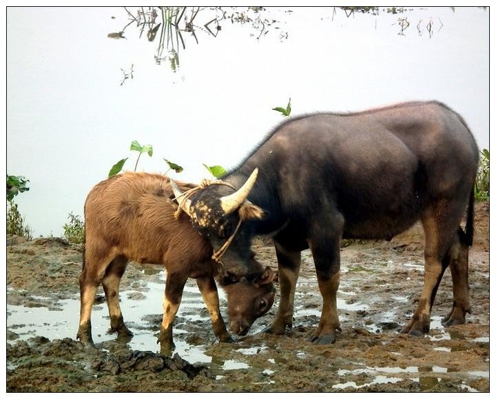 动物脚印像什么？