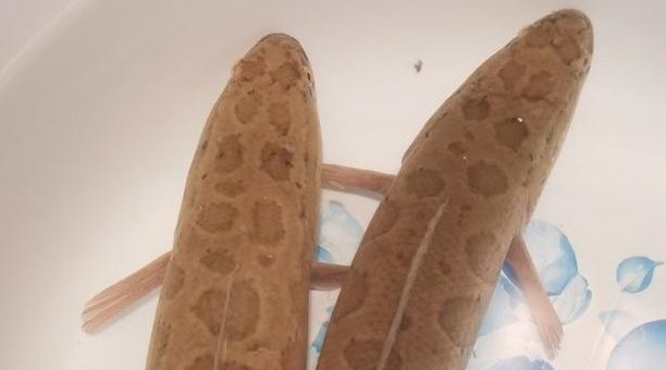 一条黑鱼被遗忘在卫生间11个月,居然还能存活,黑鱼到底该怎么养?