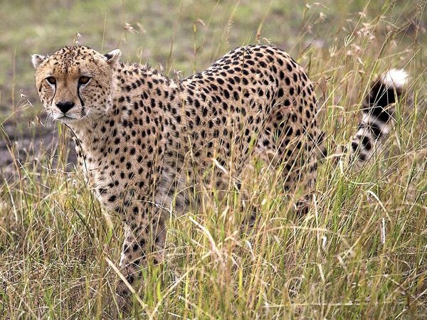 猎豹属于什么科动物