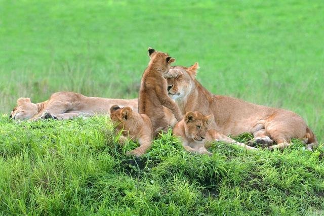 狮子交配时，为什么要咬住对方的脖子，是怕它跑了吗？