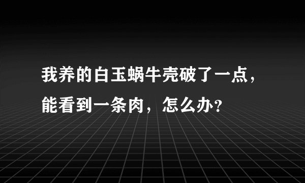 我养的白玉蜗牛壳破了一点，能看到一条肉，怎么办？