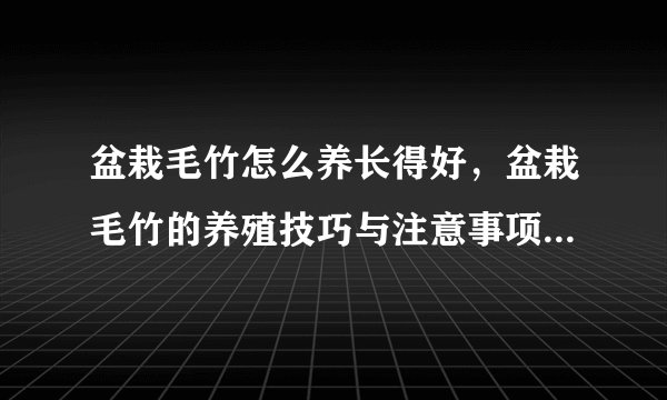 盆栽毛竹怎么养长得好，盆栽毛竹的养殖技巧与注意事项你知道吗