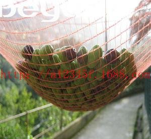 橄榄网的平台详情