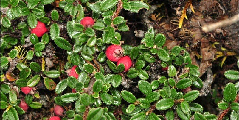 匍匐栒子的生长习性