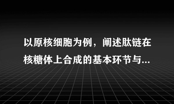 以原核细胞为例，阐述肽链在核糖体上合成的基本环节与主要步骤。