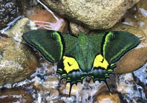 国内首次！我国首次育出蝶中皇后雌蝶，蝶中皇后是什么蝴蝶？