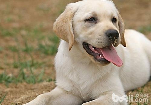 拉布拉多犬要多少钱一只。