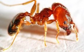 如何消除蚂蚁窝？