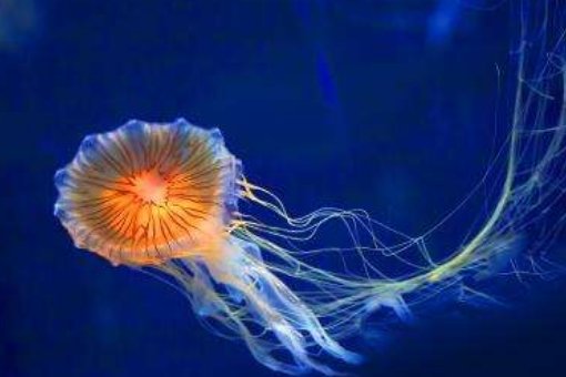 水母明明没有眼睛，它是怎么感知外部世界的？