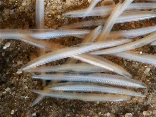 网友在青岛赶海遇到“活化石”，专家称基本确定是文昌鱼，它有多罕见？