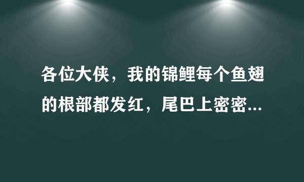 各位大侠，我的锦鲤每个鱼翅的根部都发红，尾巴上密密麻麻血丝，有的鱼尾巴上白色部分已掉了