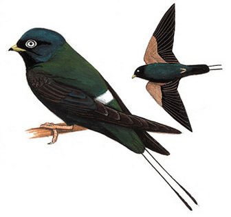 白眼河燕的生活习性