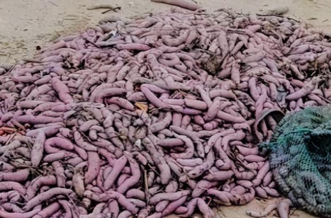 烟台回应市民狂捞的海肠从哪来，环境保护有多重要？