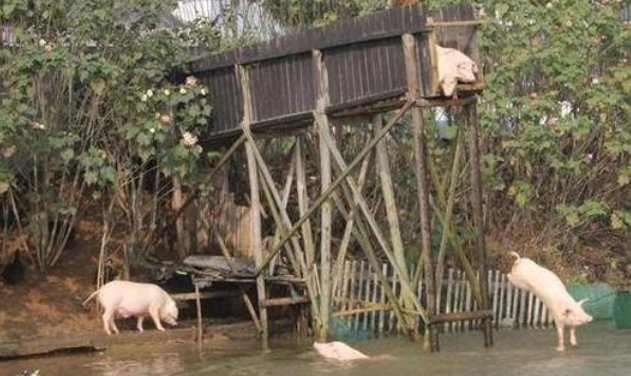 广东养殖场被淹,“二师兄”组团游泳自救,家猪的游泳技术如何?