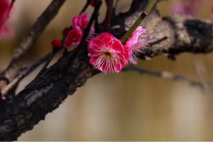 花为谁开的诗句？