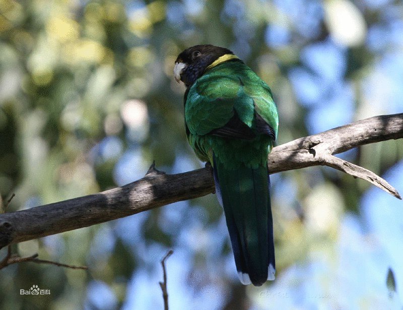林肯港鹦鹉的栖息环境