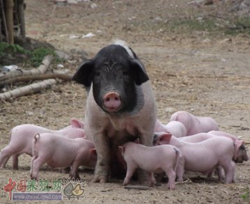 旋律猪的旋律猪历史简介