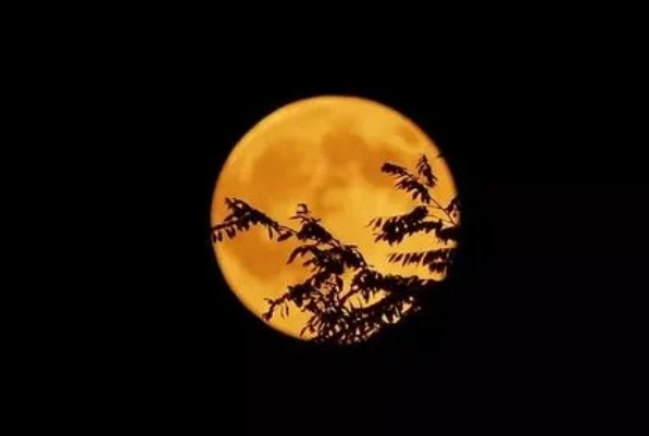 天上若无修月户桂枝撑损向的意思