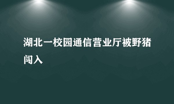 湖北一校园通信营业厅被野猪闯入