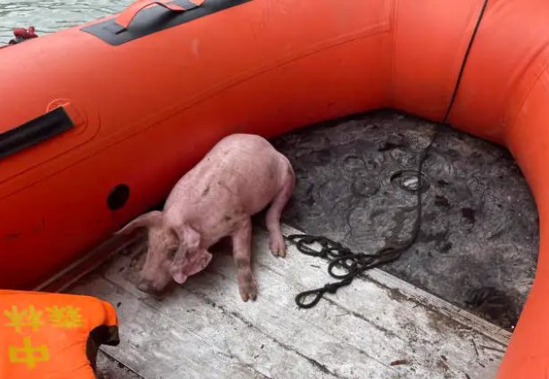四川泸定地震中的“猪坚强”：被救起时正在游泳！每个生命是否都该被救？
