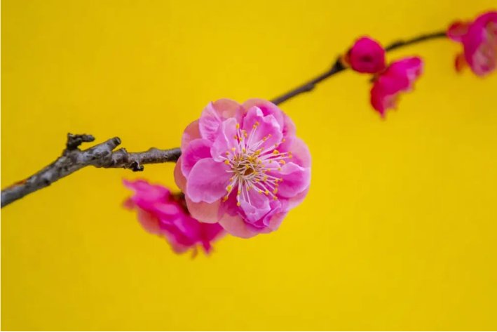 花为谁开的诗句？