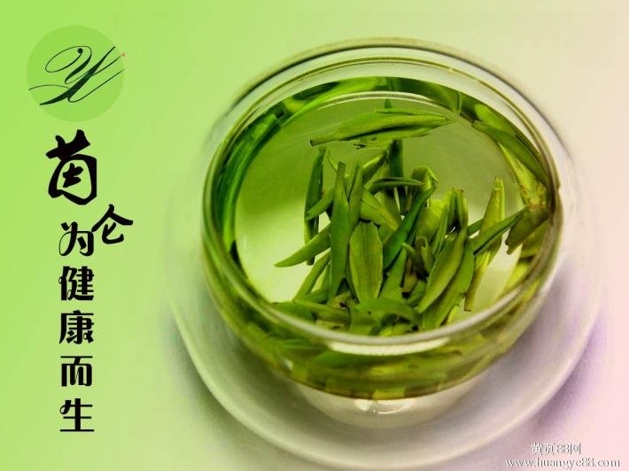 翠芽的湄潭翠芽